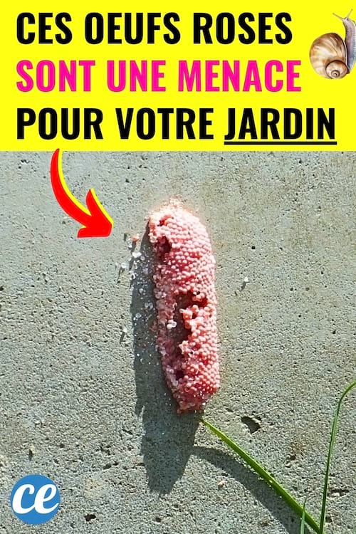 Oeufs roses d'un escargot pomme accroché sur le mur du jardin