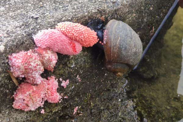 Escargot pondant des œufs roses sur un rocher.