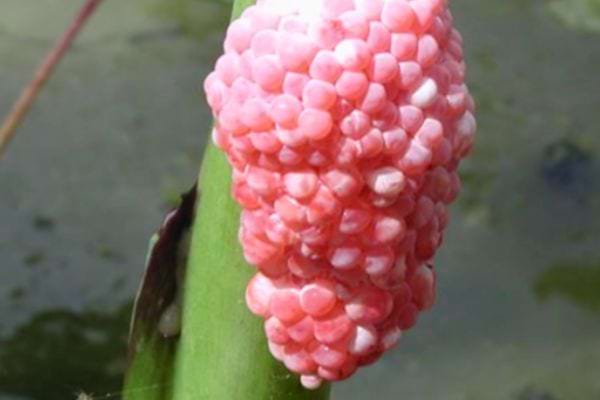 Grappe d'œufs roses sur une tige de plante aquatique.