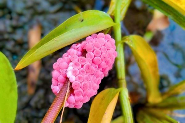 Groupe d’œufs roses en grappe sur une feuille dans l'eau.
