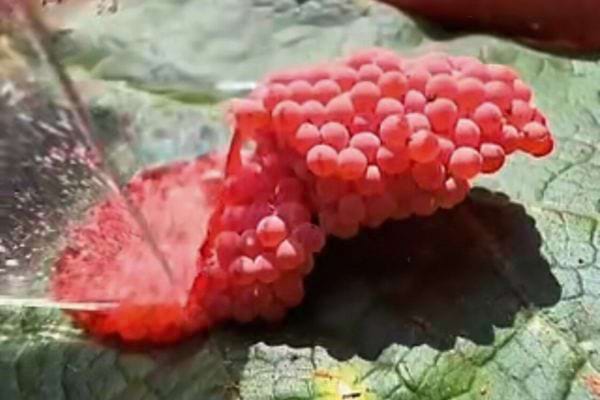Œufs roses aspergés d'eau sur une feuille.