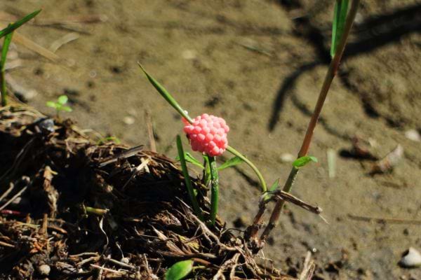 Petits œufs roses isolés sur une tige près du sol.