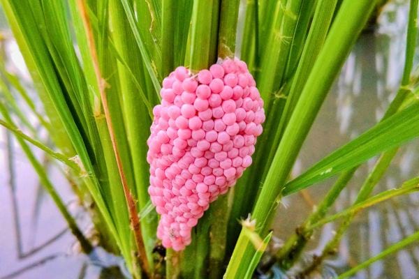 Œufs roses collés sur une tige de plante aquatique.