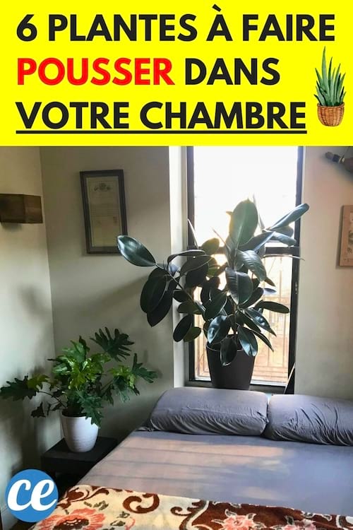Deux plantes dans une chambre près d'une fenêtre et un lit