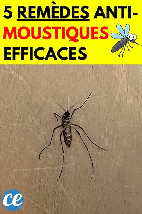 Moustique sur le dos