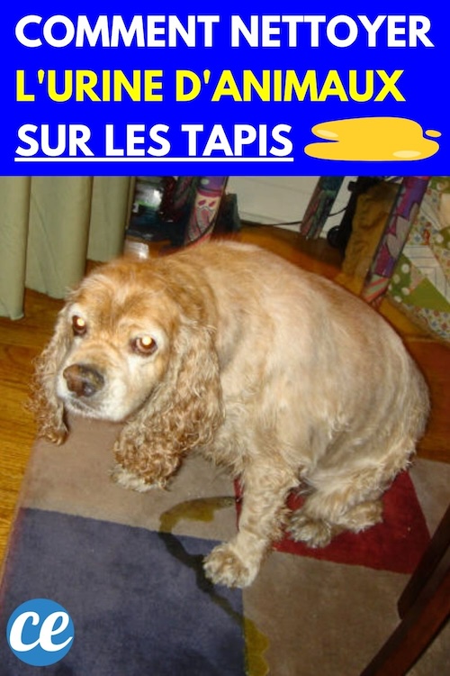 Les 3 Meilleures Astuces pour Nettoyer l'Urine d'Animal sur vos Tapis. — free download