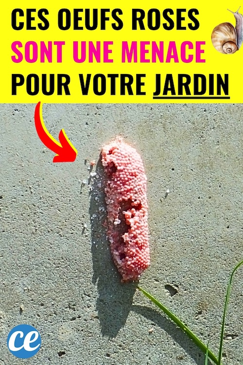 Attention : ces petits oeufs roses sont une menace sérieuse pour votre ...