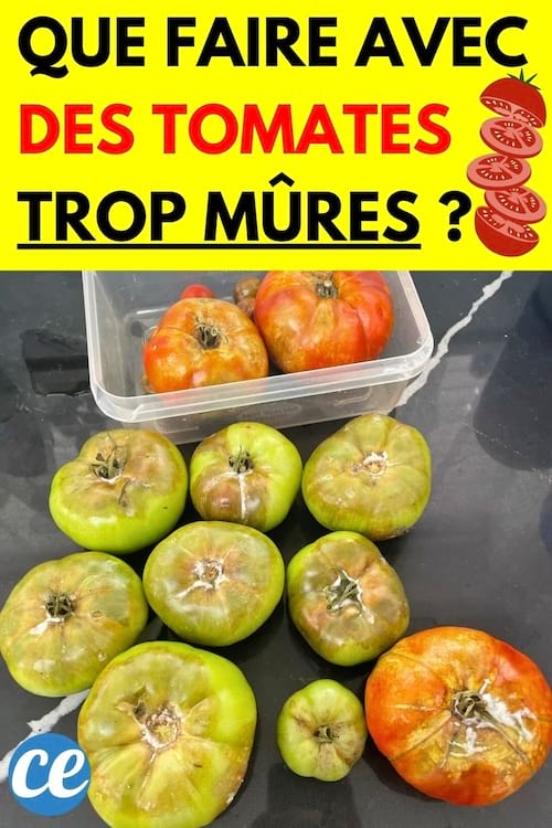 Plusieurs tomates trop mûres vertes et rouges 