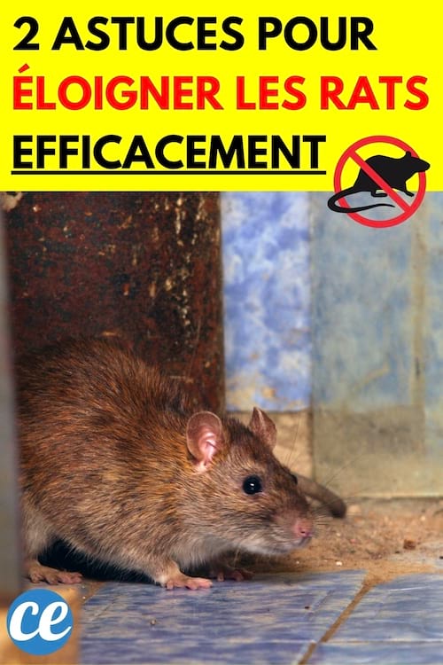 Un rat marron dans un coin de maison
