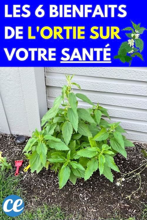 plant d'ortie verdoyant poussant près d'un mur extérieur