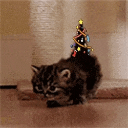 Un chat qui marche avec de la déco virtuelle de Noel sur sa queue