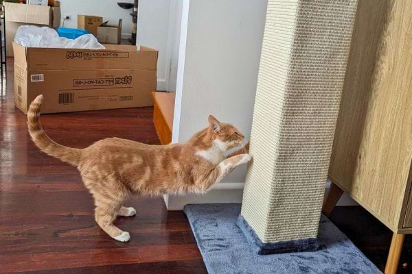 Chat roux griffant un griffoir vertical.