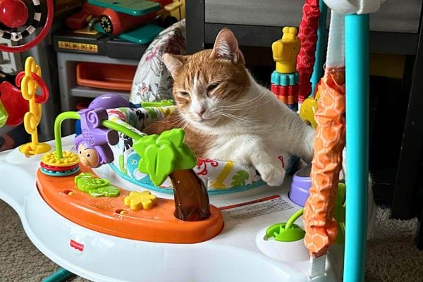 Chat roux jouant dans un jouet pour bébé.