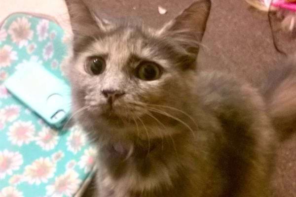 Chat gris avec un regard curieux.