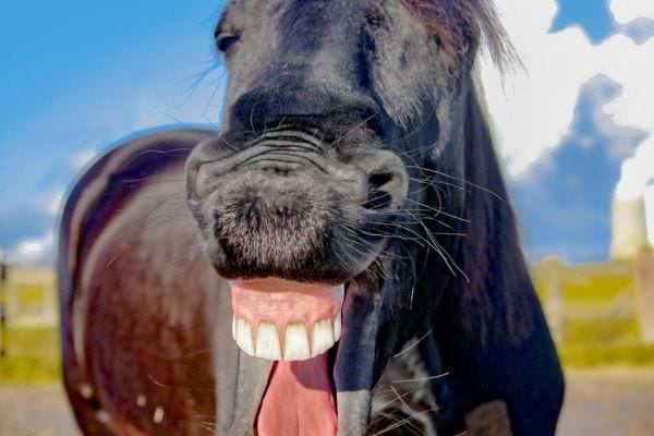 Cheval noir avec un grand sourire, dents visibles.