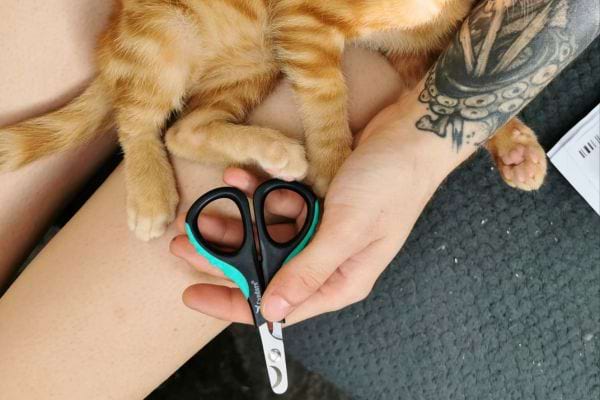 Mains tenant des ciseaux pour couper les griffes d'un chaton.