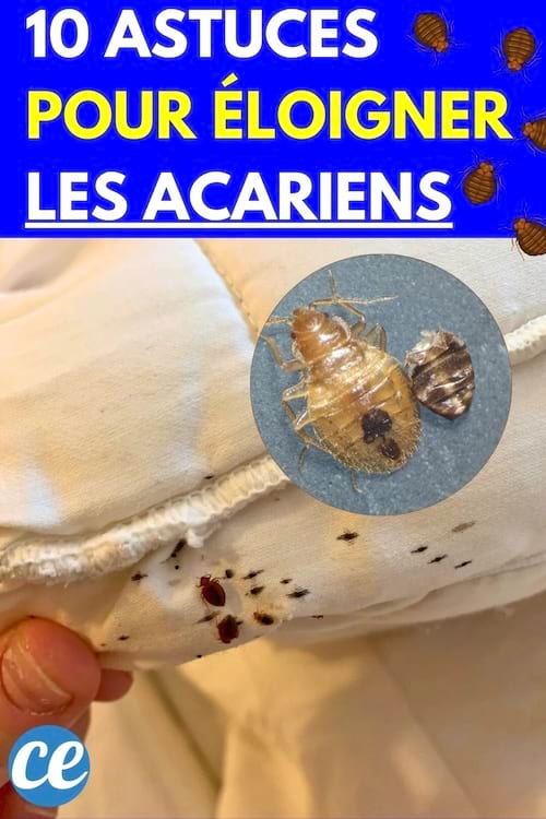 Acariens sur matelas
