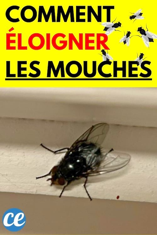 Une mouche 