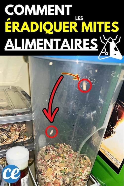 Mites alimentaires dans un bocal en plastique avec un couvercle bleu