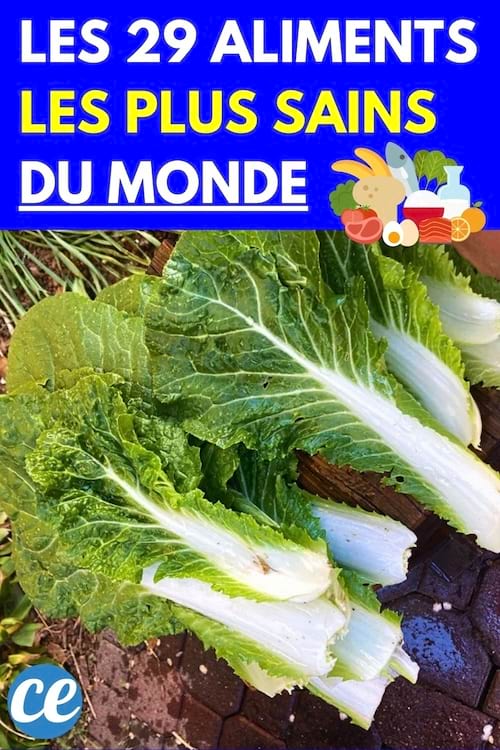 Plusieurs feuilles de chou chinois