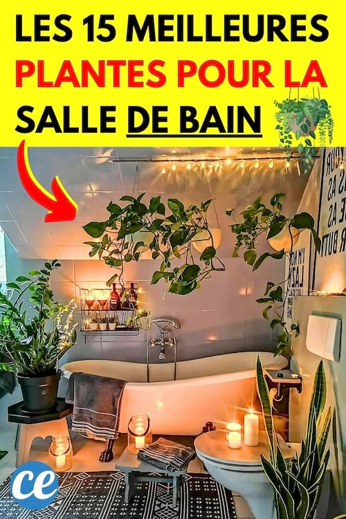 Des plantes dans une salle de bain chaleureuse