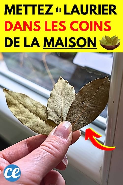 Des feuilles de laurier qui permettent de lutter contre l'humidité dans la maison