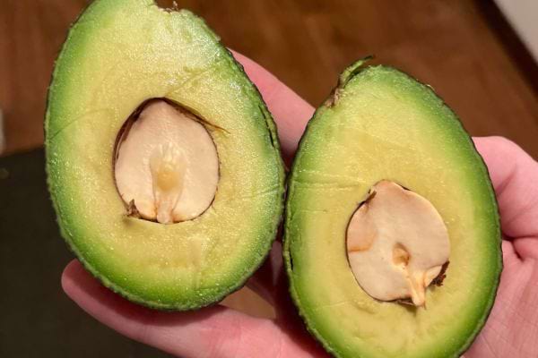 Noyau clair et sec dans un avocat.