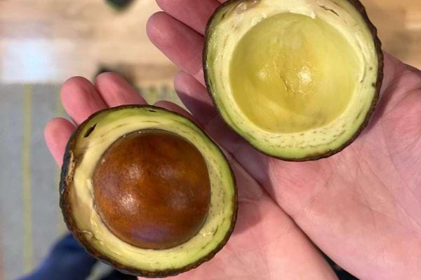 Noyau brun dans un avocat mûr.