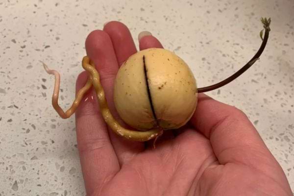 Noyau germé avec racines et tige.