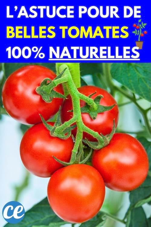 Tomates qui poussent naturellement