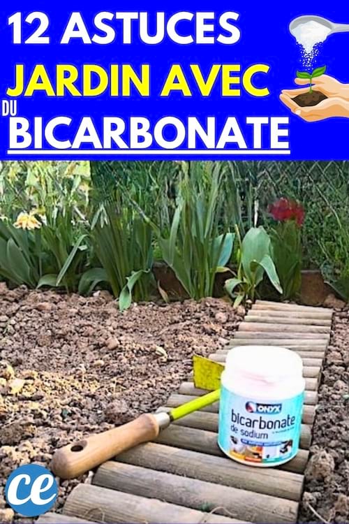 Un jardin fleuri grâce à un pot de bicarbonate de soude