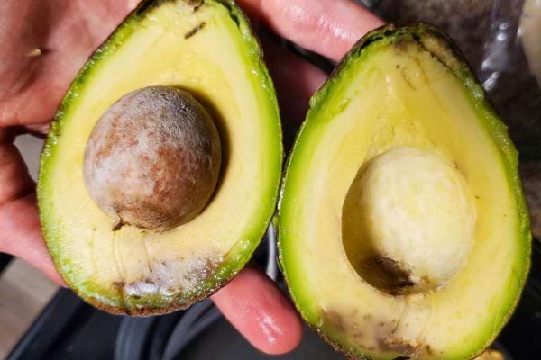 Moitié d'avocat avec moisissure visible près du noyau.
