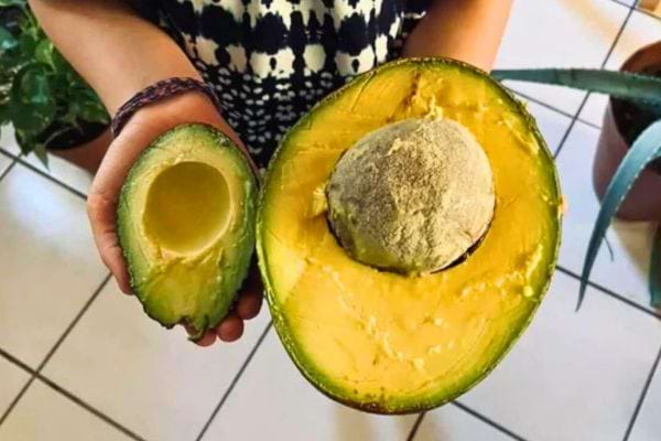 Une main tient une moitié d'avocat avec noyau visible et l'autre moitié sans noyau.