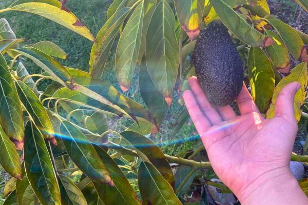 Une main tenant un avocat mûr avec un arbre en arrière-plan.