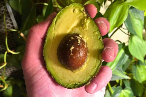 Une main tient un avocat devant un fond de feuilles.