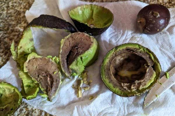 Intérieur d'un avocat avec une croissance importante de moisissure.