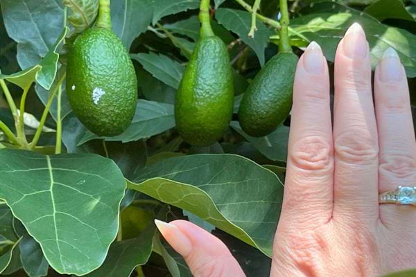 Une main pointe vers des avocats jeunes sur une branche.