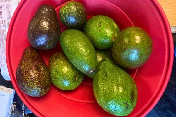 Un bol rouge rempli d'avocats frais.