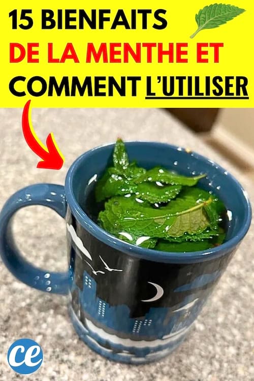 De la menthe dans de l'eau chaude pour profiter de ses bienfaits