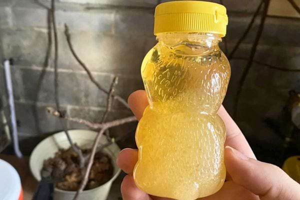 Bouteille de miel en forme d'ours, miel gélifié.