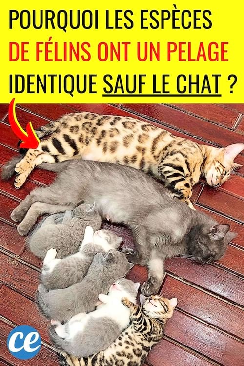 Plusieurs chats avec différents pelages et couleurs différentes