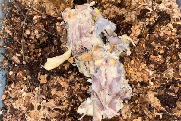 Restes de nourriture et débris végétaux décomposés dans un bac à compost.