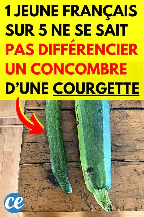 Un concombre et une courgette à côté pour faire la différence