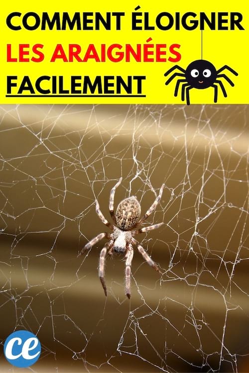 Araignée suspendue à sa toile