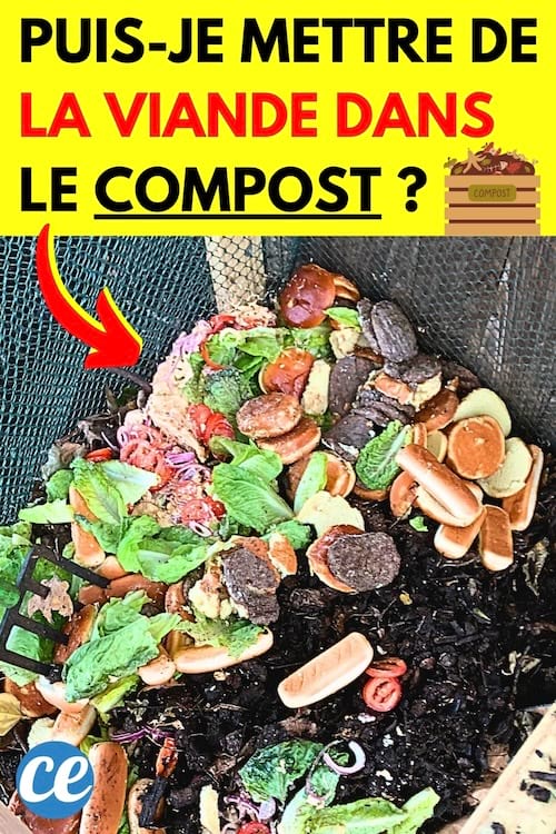 De la viande qui a été mise dans le compost dans le jardin