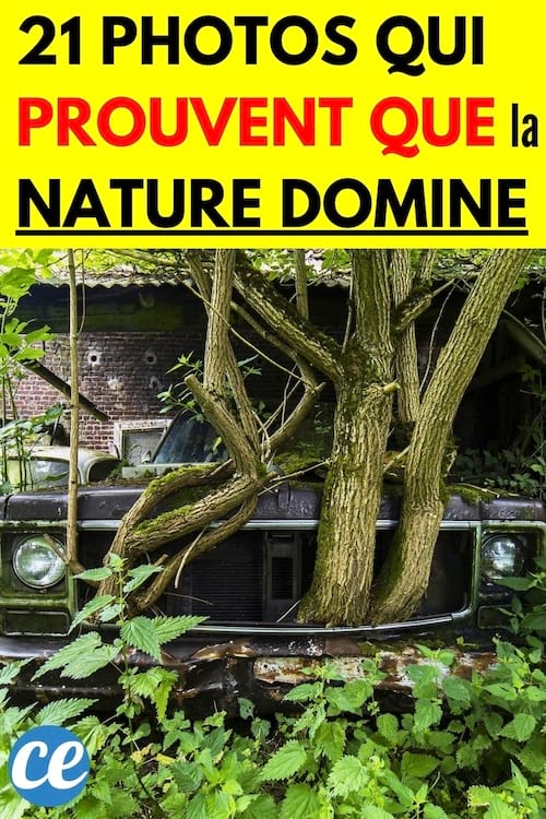 Un arbre qui pousse dans le pare-choc avant d'une voiture 