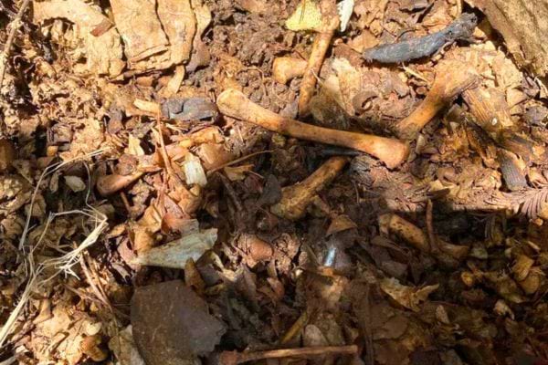 Os et fragments de bois parmi les feuilles mortes dans une forêt.