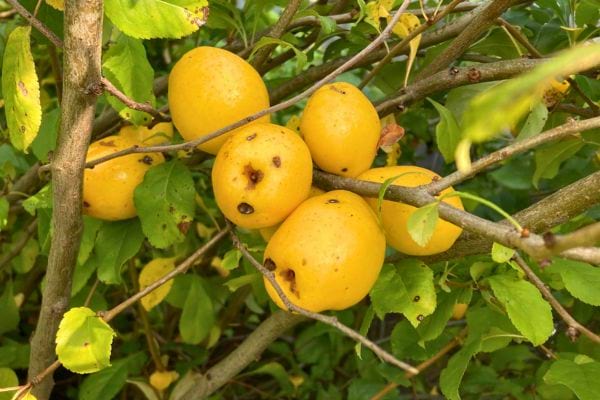 Quetsches jaunes sur une branche.