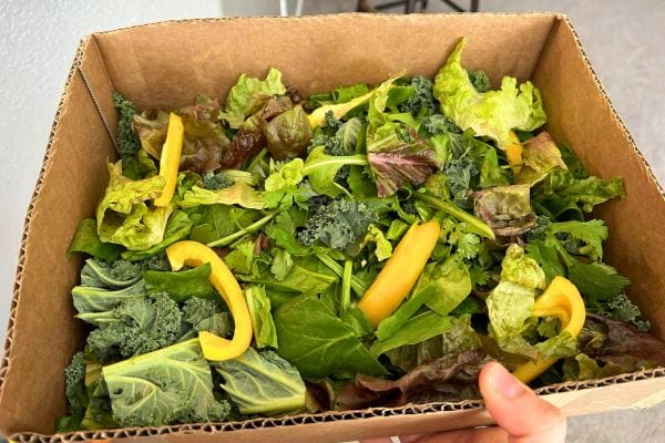 Boîte de diverses feuilles de salade verte.