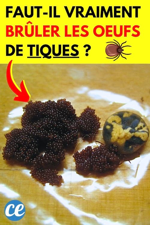 Des grappes de petits oeufs noirs